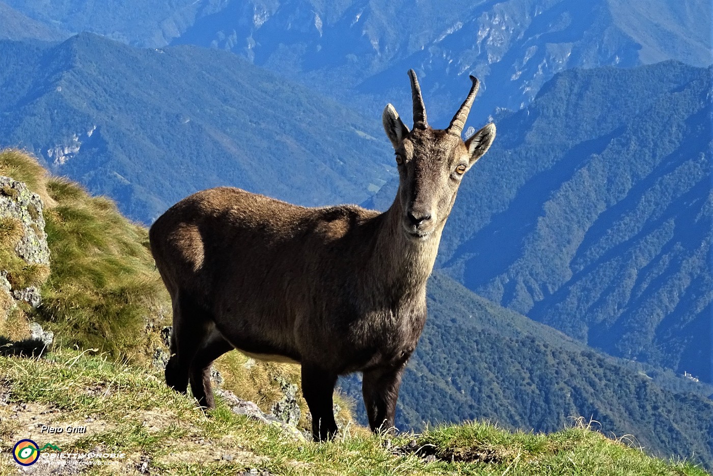 60 Lo stambecco osserva benemantenendo le debite distanze.JPG